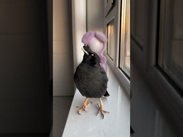 #年轻人养宠图鉴#神奇动物在快手#新年新生活学驴 #cutebird #birds #pets