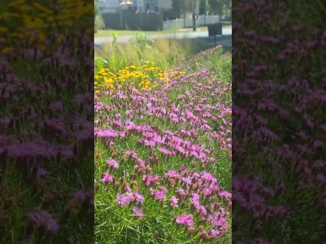 Empowering Believers Church Pollinator Garden