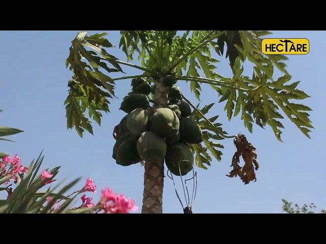 Hectare Papaya Harvester