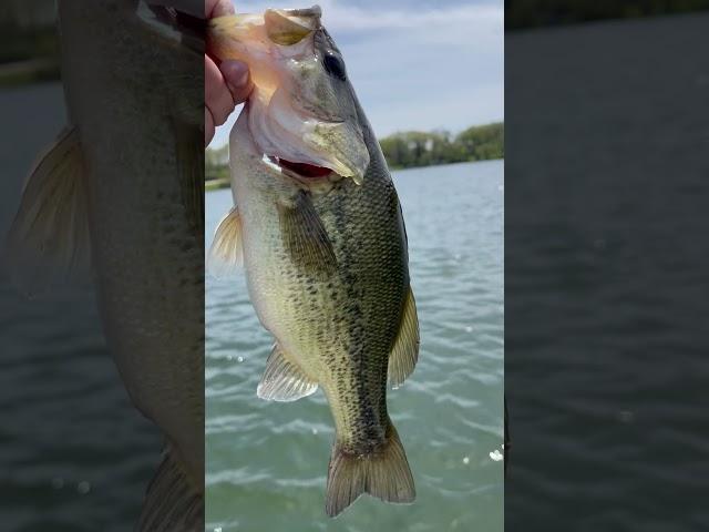 Bass thumb anybody? #bassfishing #fishing #fishinglife #fishingvideo