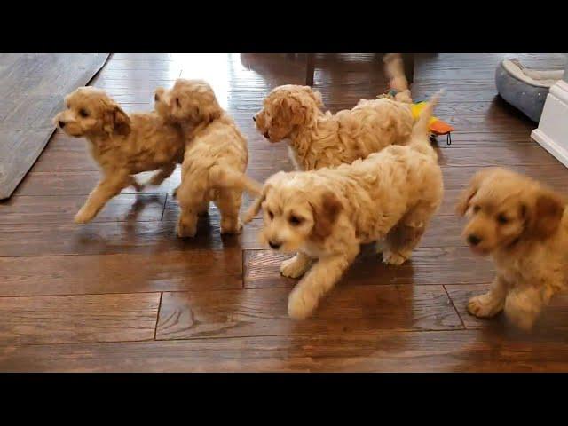 Adorable Cockapoo Puppies at play