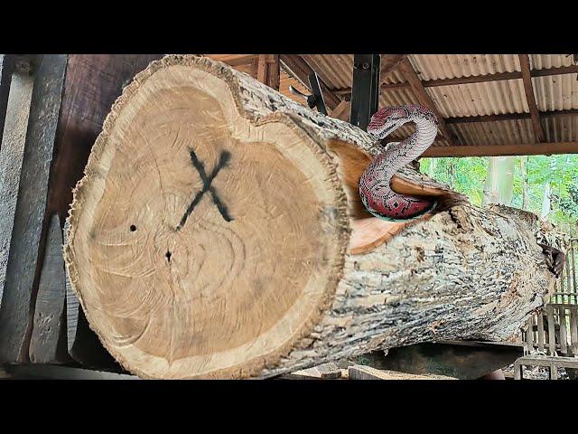 Old teak log full of surprises yields millions of US dollars