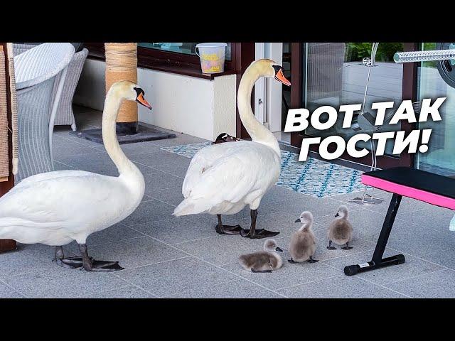 We have guests! Swans with chicks! Rare footage. 4K