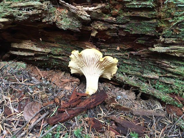 How to find Chanterelle Mushrooms - Oregon