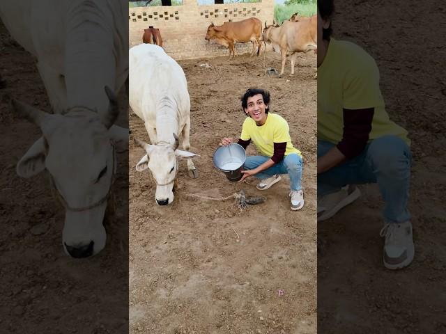 Yh  Challenging To Cow |