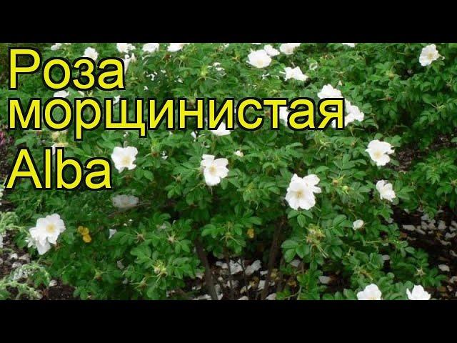 Роза морщинистая Альба. Краткий обзор, описание характеристик, где купить саженцы rosa rugosa Alba