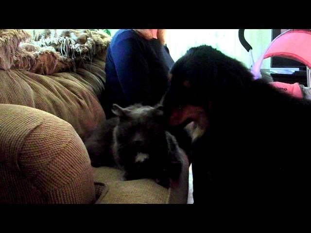 Dog Nibbles Cat.AVI