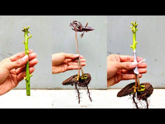 Stone Grafting Mango Tree | Double grafting on mango tree | how to graft mango tree #grafting