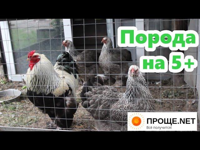 Куры Брама тёмная Почему никогда не откажусь от этой породы. 5 лучших качеств!