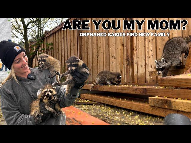 Heartwarming Rescue: Orphaned Baby Raccoons Find a New Family | Part 1