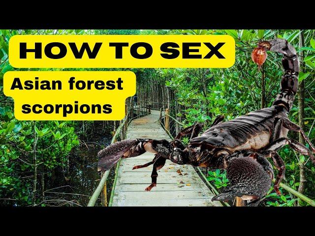 How to sex scorpions #scorpion #howto