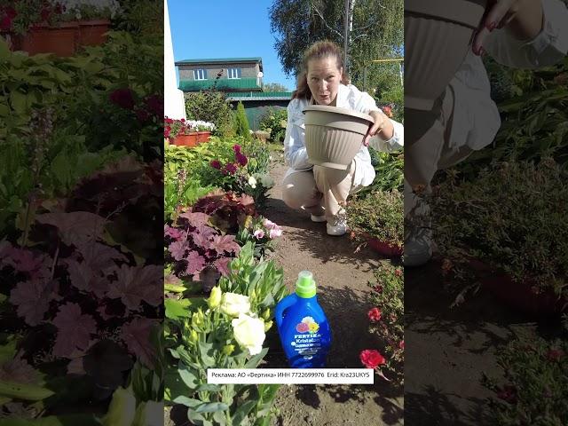 Не выбрасывайте эустому осенью! Заберите домой на зимовку  #сад #цветы