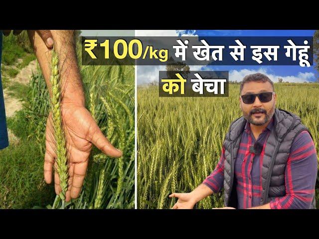 यह किसान खापली गेहूं ₹10,000 प्रति क्विंटल में बेच रहा है !! Khapli wheat farming in Mp