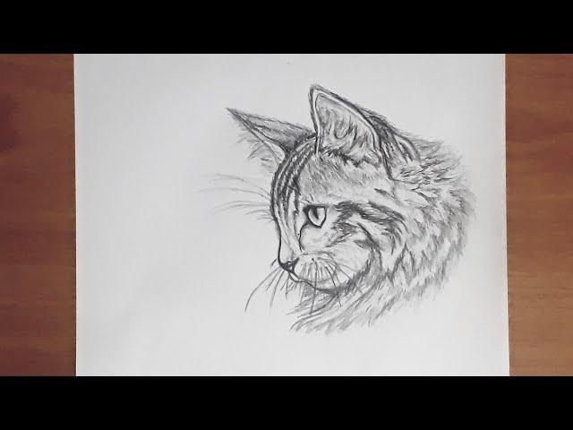 Sweet Cat Drawing step by step