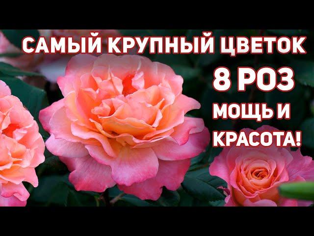 Розы - 8 сортов с самым крупным цветком 15-20 см! Сила + мощь + аромат + обильное цветение.