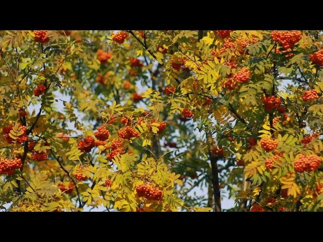 Footage — Rowan in the autumn forest. Footage (footages) beautiful nature [Full HD]