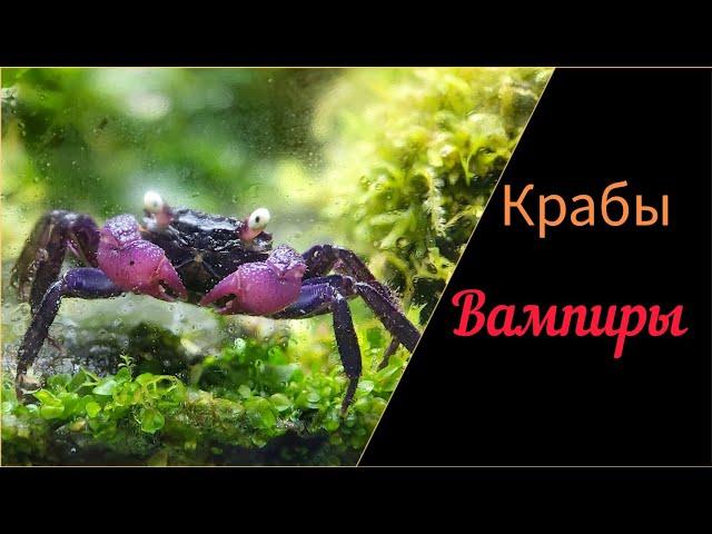 #Крабы вампиры. Наконец-то.