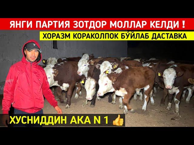 ХУСНИДДИН АКА ЯНГИ ПАРТИЯ МОЛЛАР КЕЛДИ 68 БОШ ХОРАЗМ КОРАКОЛПОК БУ́ЙЛАБ ДАСТАВКА !!! ХОРАЗМ БОЗОР