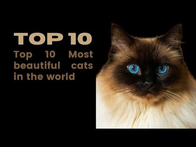 Discover the Top 10 Most Beautiful Cats in the World | Stunning Feline Breeds