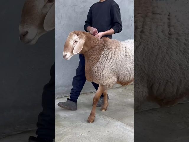 Арашан кочкор #shorts #arashan #gissar #sheep #fermer