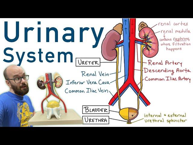 Urinary System | Structure, Function, Plastinated Kidney and Bladder, 3D Model