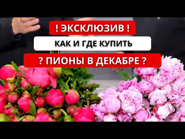  ЭКСКЛЮЗИВ: ПИОНЫ В ДЕКАБРЕ! Чилийские пионы: сорта, качество, цена. Как купить пионы в декабре?