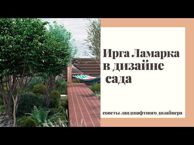 ИРГА ЛАМАРКА в дизайне сада. Советы ландшафтного дизайнера.