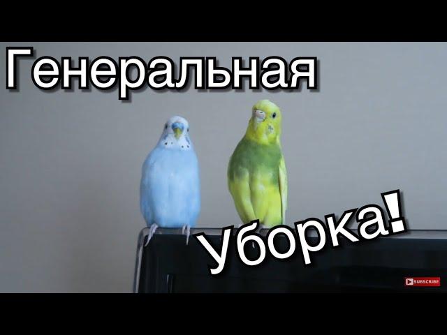 УБОРКА КЛЕТКИ ПОПУГАЯ. ЛАЙФХАКИ ДЛЯ ПОПУГАЯ