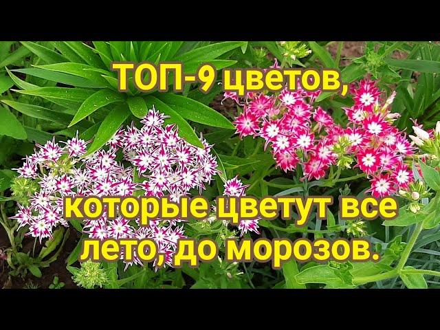 ТОП 9 цветов, которые цветут все лето до морозов