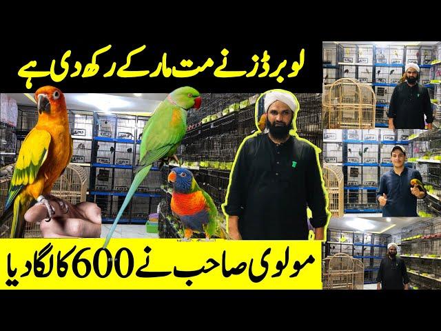 Rawalpindi Birds Market | Raw,Lorikeet,Ringneck,Sunconre | Yellow Ringneck Parrot | Love Birds Price