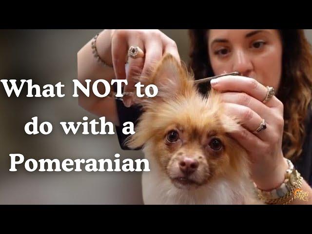 What NOT to do with a Pomeranian