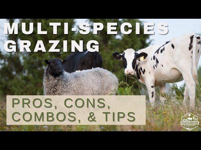 Multi species Grazing: Rotational Grazing with Cows, Sheep, Poultry, etc