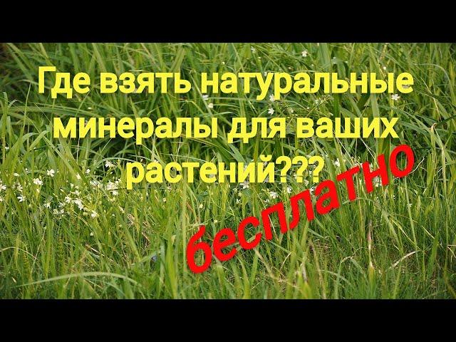 Биоорганический азот в почве, азотфиксирующие бактерии в вашем огороде и саду №395/24