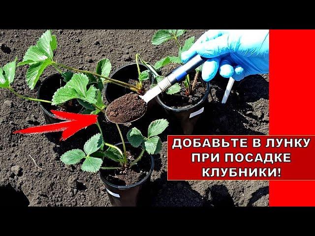 ДОБАВЬТЕ ЭТО В ЛУНКУ ПРИ ПОСАДКЕ КЛУБНИКИ! КЛУБНИКИ БУДЕТ В 10 РАЗ БОЛЬШЕ