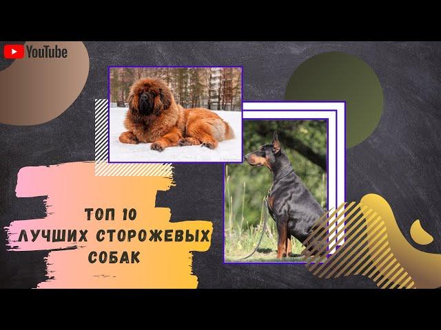 Топ 10 лучших сторожевых собак, для охраны частного дома и квартиры.
