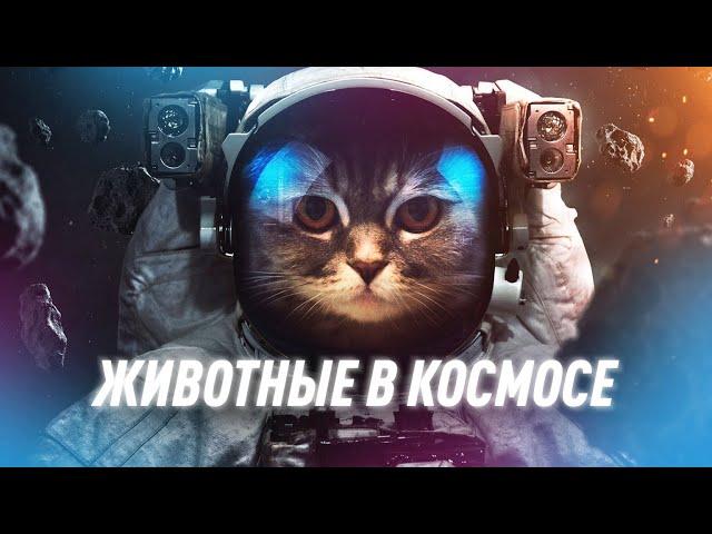 Какие Животные Летали в Космос? | Black Science