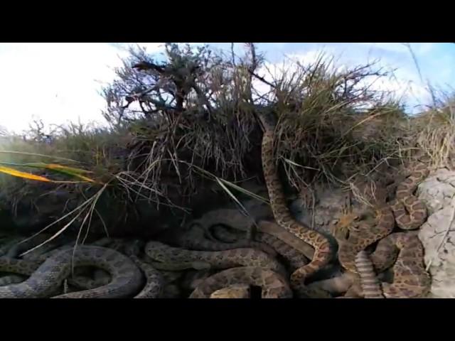 Virtual Reality 360 Inside Rattlesnake Den