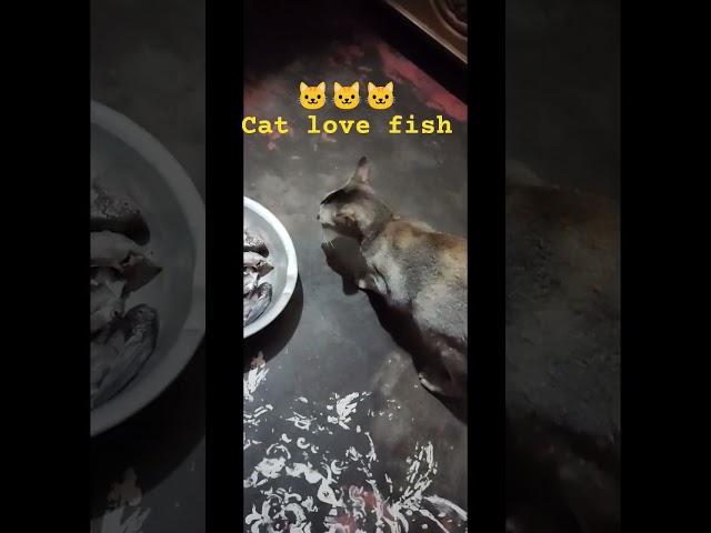 #cats love fish#foryou #youtubeshorts video #monika daily blog.