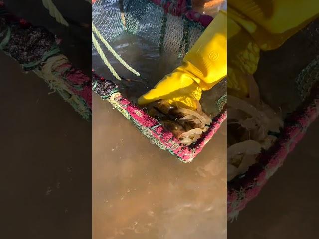 Catching Seafood  Deep Sea Octopus (Catch Crab, Catch Fish) - Tik Tok