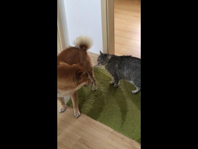 Aggressive cat vs Shiba Inu