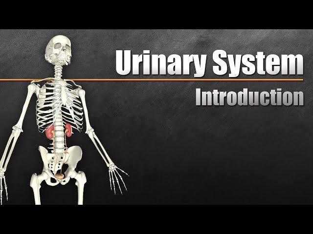 The Urinary System In 7 Minutes