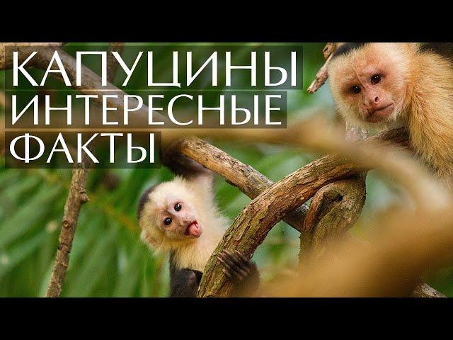 Капуцины - интересные факты