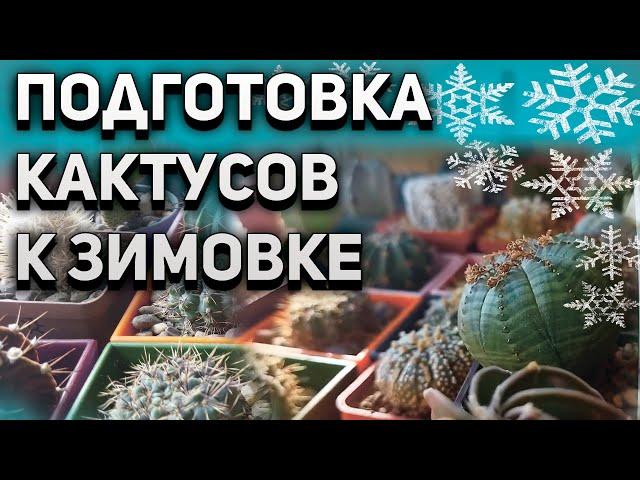 Уход за кактусами. Подготовка кактусов к зимовке.  Кактусы и суккуленты.