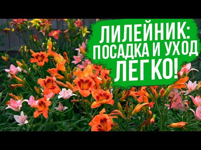 Все, что нужно знать о лилейниках. Выращивание лилейников - все очень просто!