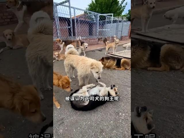 外网爆火的“狗王”其实不是下司犬？