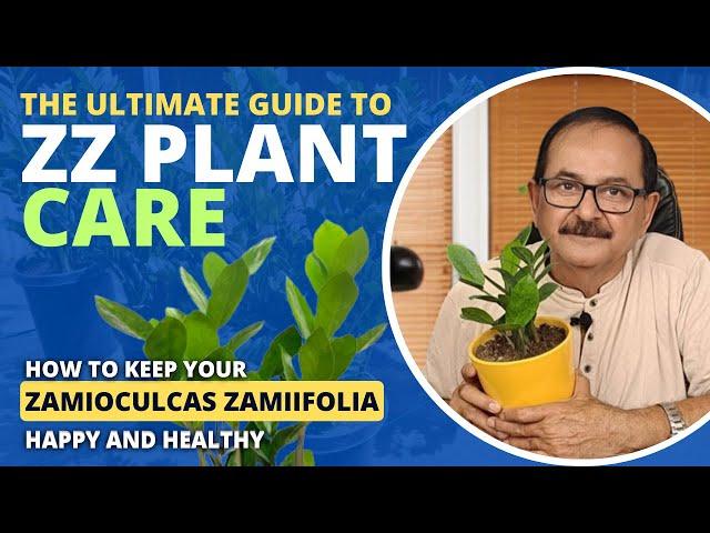 The Ultimate Guide to ZZ Plant Care: How to Keep Your Zamioculcas Zamiifolia Happy and Healthy