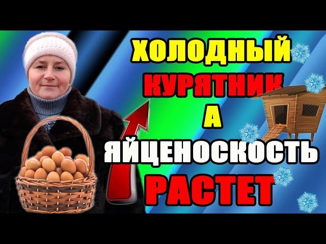 Почему в холодном курятнике мои куры несут яйца. Как я смогла увеличить яйценоскость  кур зимой.