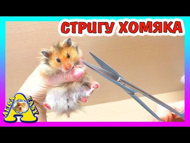 ЗАЧЕМ СТРИЧЬ ХОМЯКА? Уборка клетки хомки МИККИ / Alisa Easy Pets