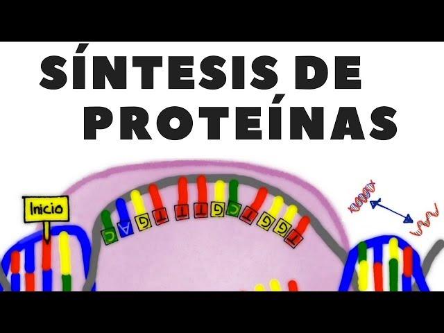 DNA transcription; RNA translation or protein synthesis; explained