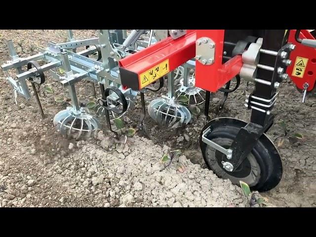 WEEDING MACHINE ROTOSARK ON CABBAGE CAULIFLOWER BUSSEL SPROUTS BRASSICAS SARCHIATURA ORTICOLE CAVOLI